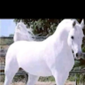 Meet your Posher, Loveda